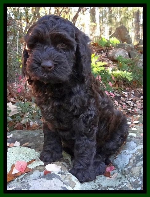 Paris Deacon pups 8 wks old 41