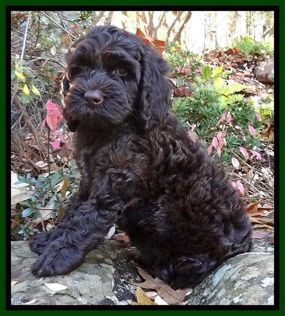 Paris Deacon pups 8 wks old 51