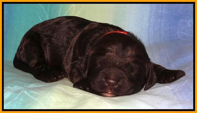 Paris Deacon pups 1 wk old 221