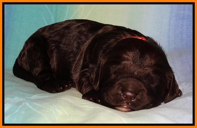 Paris Deacon pups 1 wk old 231