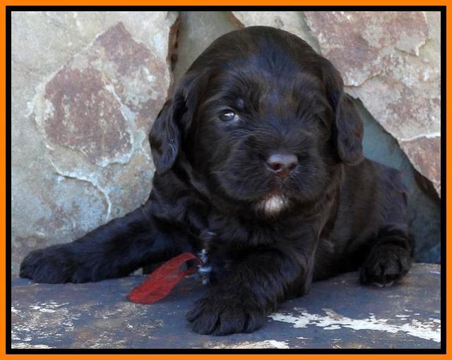 Paris Deacon pups 3 wks old 131