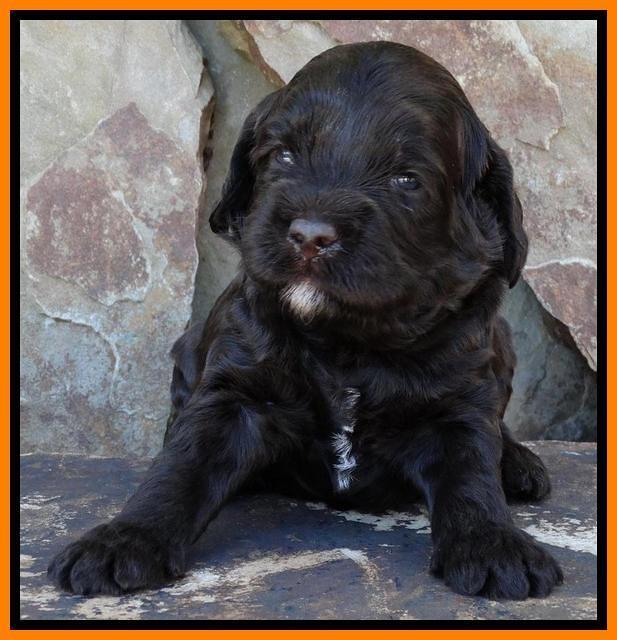 Paris Deacon pups 3 wks old 151