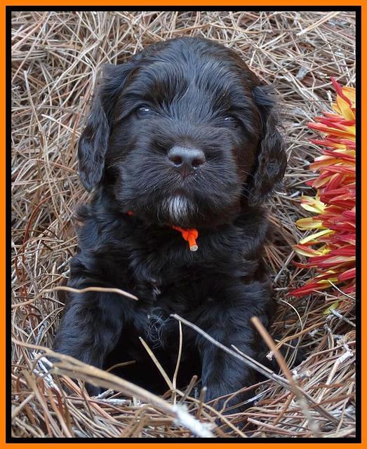 Paris Deacon pups 4 wks old 151