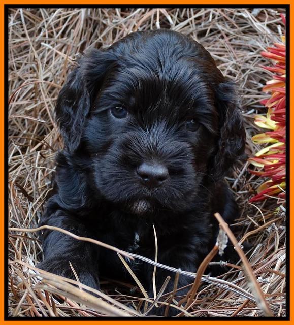 Paris Deacon pups 4 wks old 161