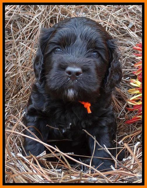 Paris Deacon pups 4 wks old 171