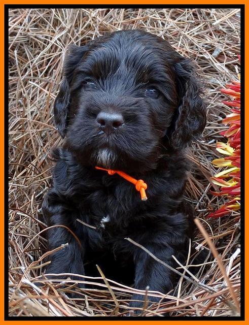 Paris Deacon pups 4 wks old 181