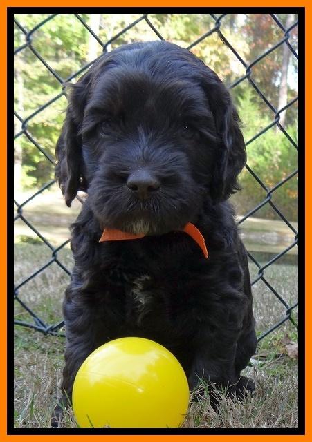 Paris Deacon pups 5 wks old 17200