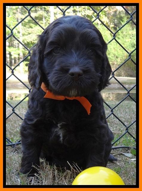 Paris Deacon pups 5 wks old 18200