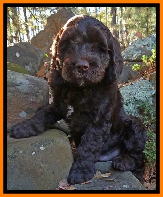 Paris Deacon pups 8 wks old 141