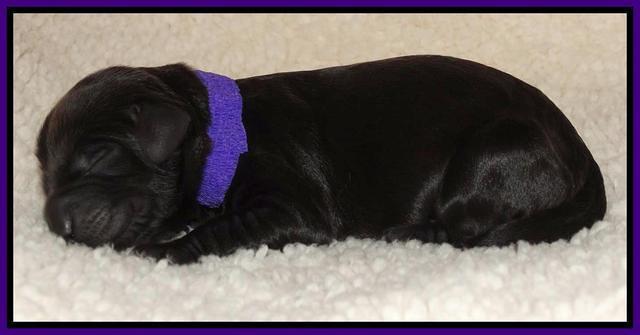 Paris Deacon newborn pups 71