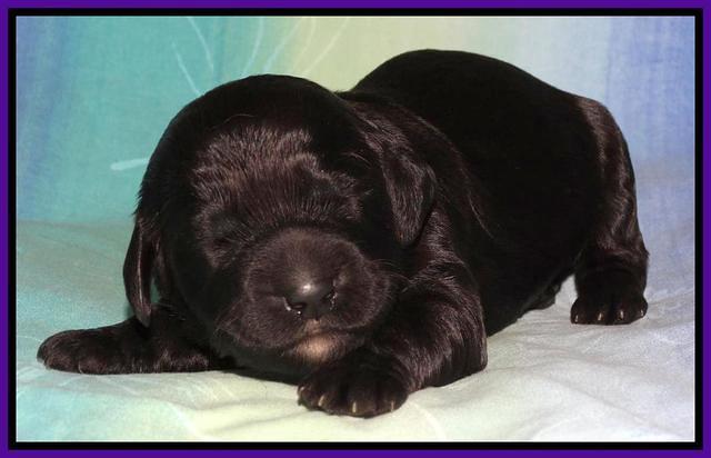 Paris Deacon pups 1 wk old 301