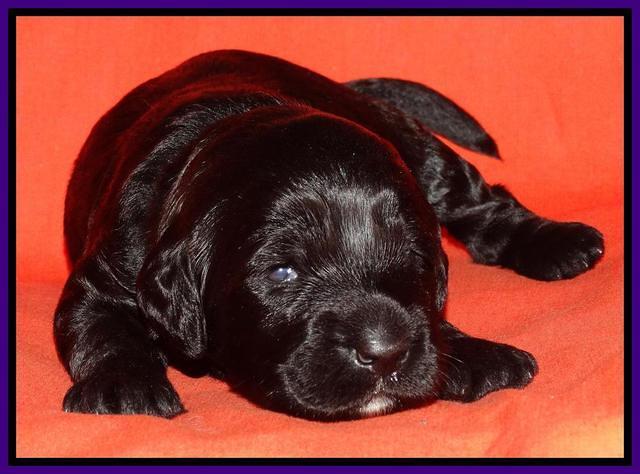 Paris Deacon pups 2 wks old 161