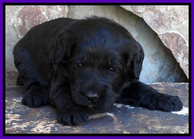 Paris Deacon pups 3 wks old 171