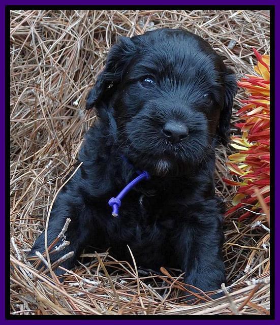 Paris Deacon pups 4 wks old 191