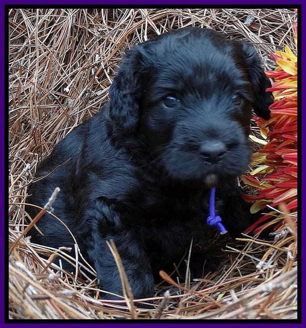 Paris Deacon pups 4 wks old 211