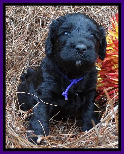 Paris Deacon pups 4 wks old 221