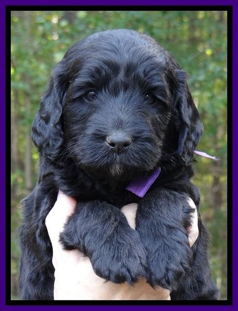 Paris Deacon pups 5 wks old 21200