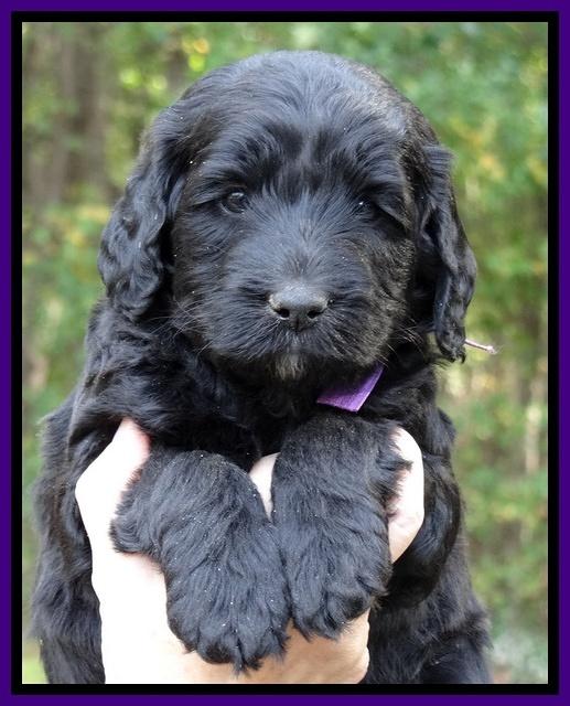 Paris Deacon pups 5 wks old 22200