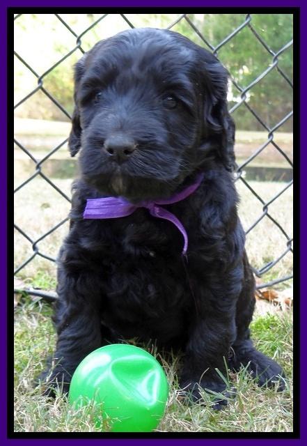 Paris Deacon pups 5 wks old 23200