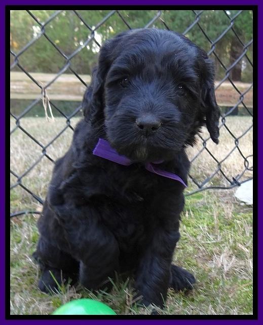 Paris Deacon pups 5 wks old 24200