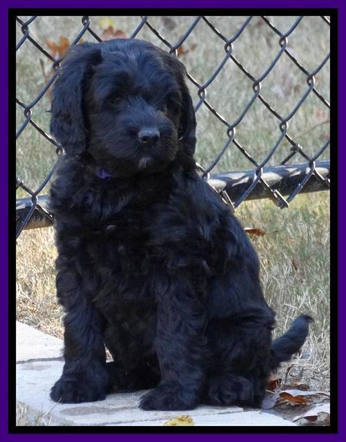 Paris Deacon pups 7 wks old 211