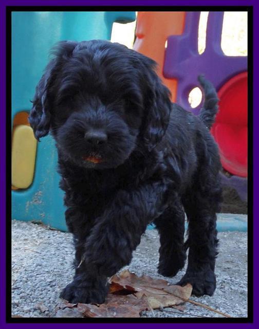 Paris Deacon pups 7 wks old 231