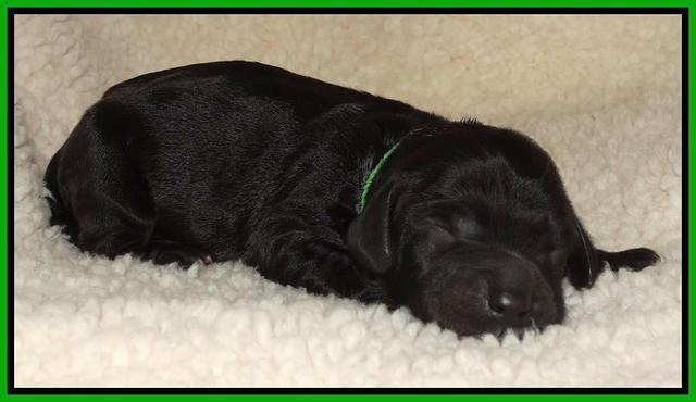 Paris Deacon newborn pups 161