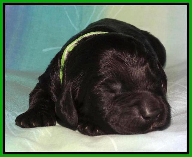 Paris Deacon pups 1 wk old 161