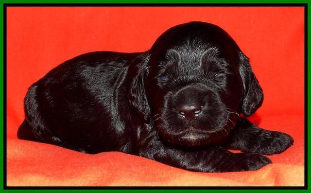 Paris Deacon pups 2 wks old 211