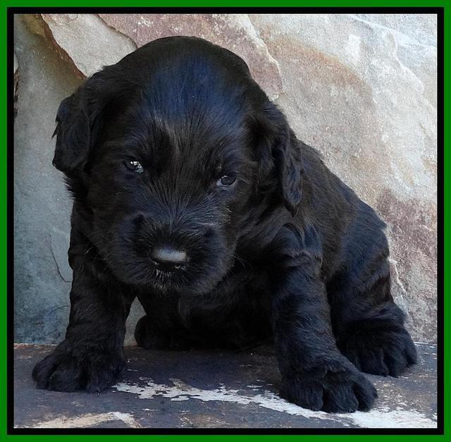 Paris Deacon pups 3 wks old 181