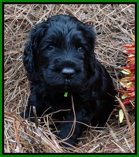 Paris Deacon pups 4 wks old 241