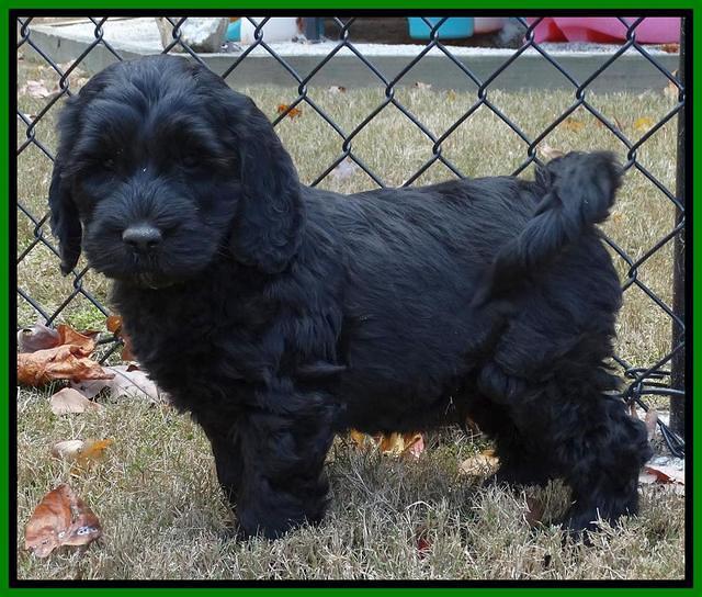 Paris Deacon pups 7 wks old 141