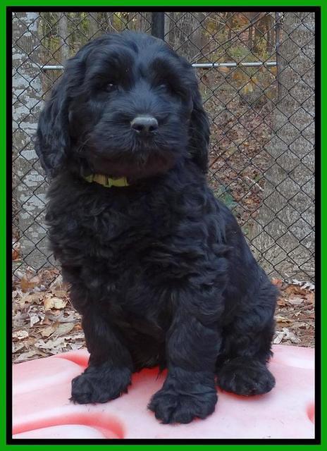 Paris Deacon pups 7 wks old 151