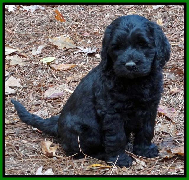 Paris Deacon pups 7 wks old 161