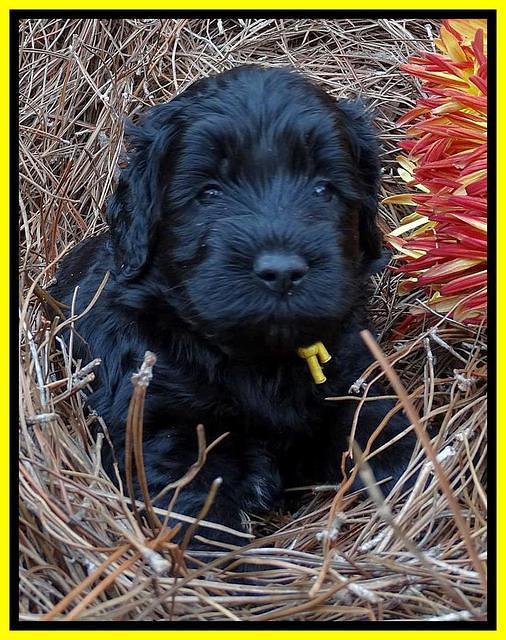 Paris Deacon pups 4 wks old 271