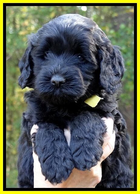 Paris Deacon pups 5 wks old 25200