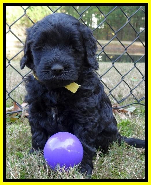 Paris Deacon pups 5 wks old 28200