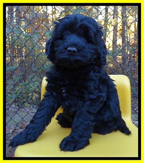 Paris Deacon pups 6 wks old 221