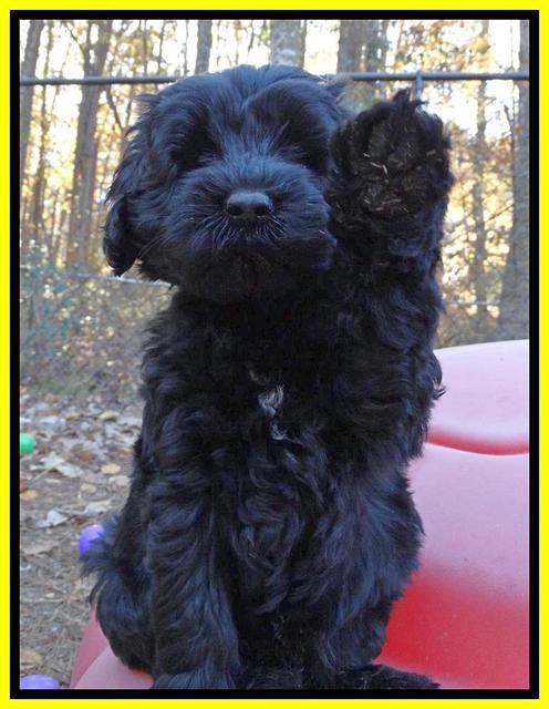 Paris Deacon pups 7 wks old 281