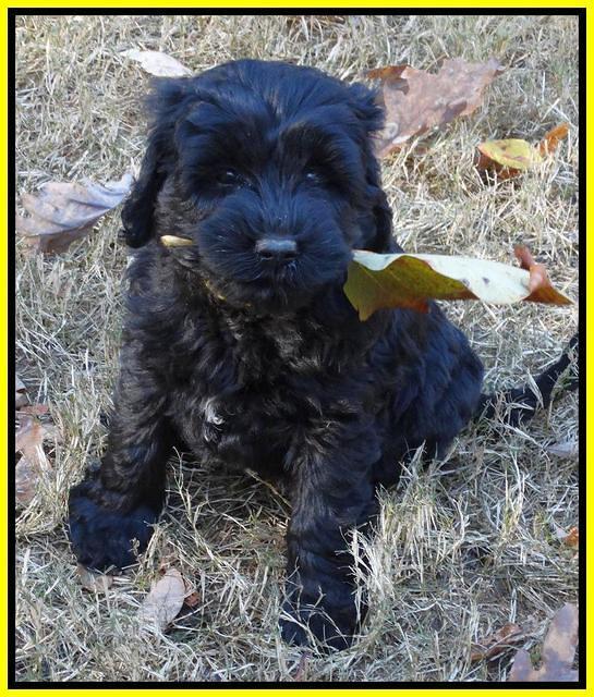 Paris Deacon pups 7 wks old 301