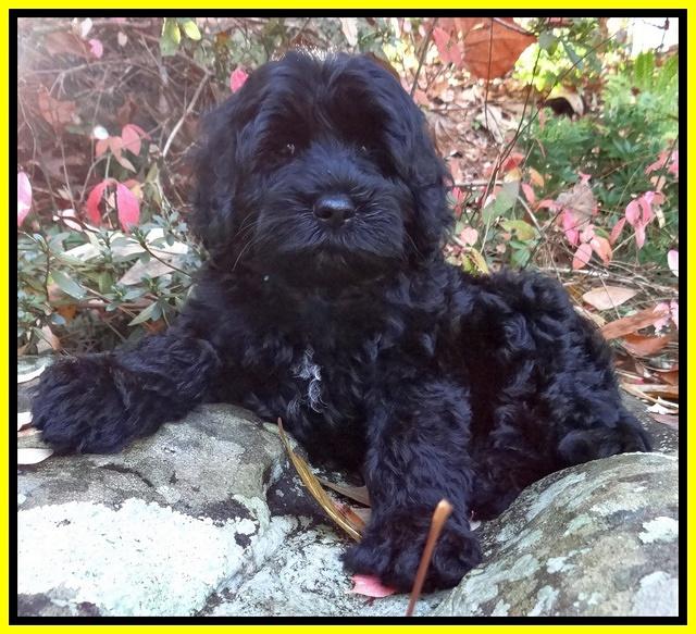 Paris Deacon pups 8 wks old 171