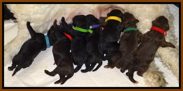 Paris Deacon Newborn group 71