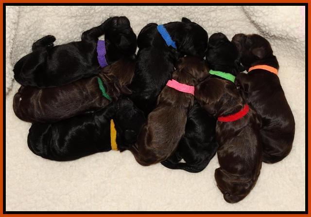 Paris Deacon newborn pups 191