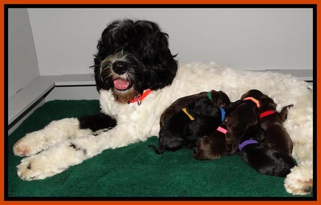 Paris Deacon newborn pups 231