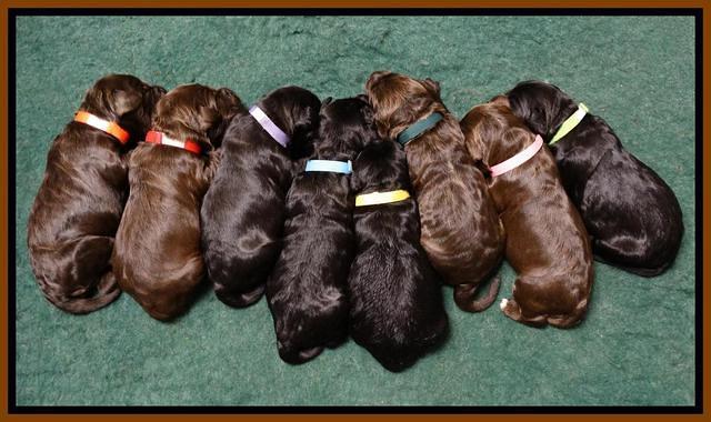 Paris Deacon pups 1 wk old 21