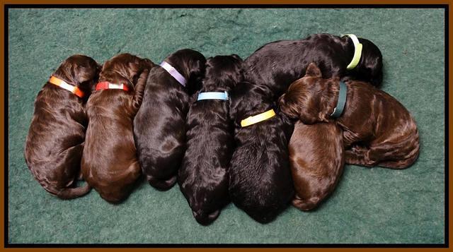 Paris Deacon pups 1 wk old 61