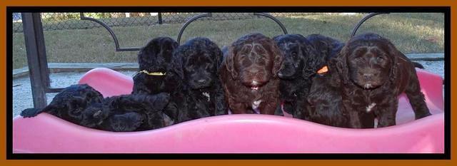 Paris Deacon pups 6 wks old 21