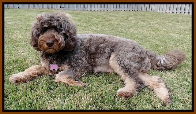 Shelby phantom preg 2 21