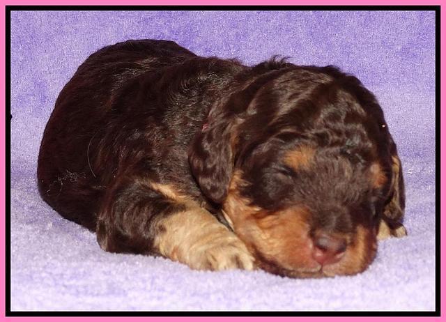 Shelby Armani pups 2 wks old 41