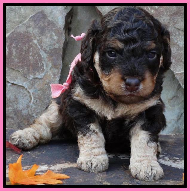 Shelby Armani pups 3 wks old 41